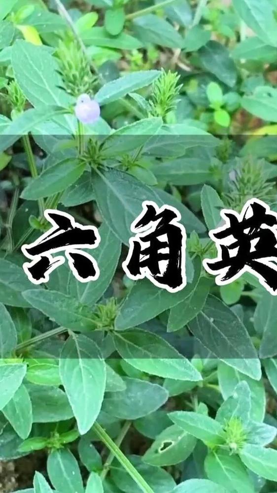 六角英图片