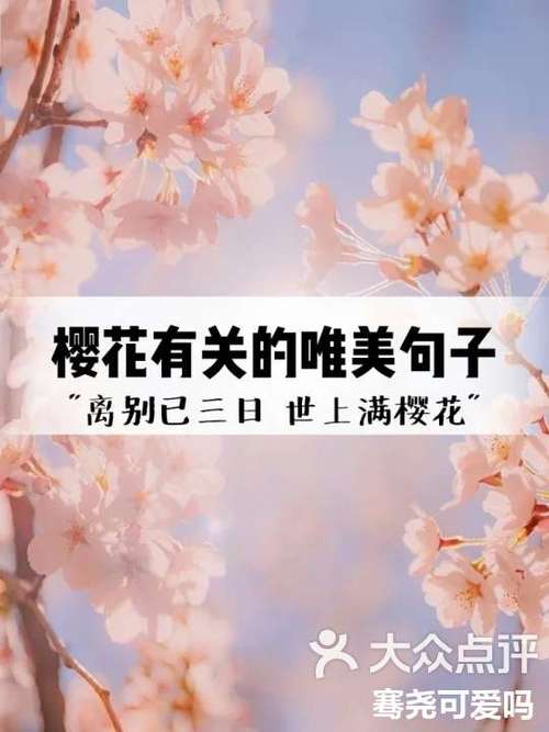 欣赏樱花的短句截图