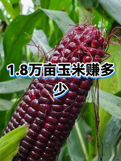 玉米赚app下载