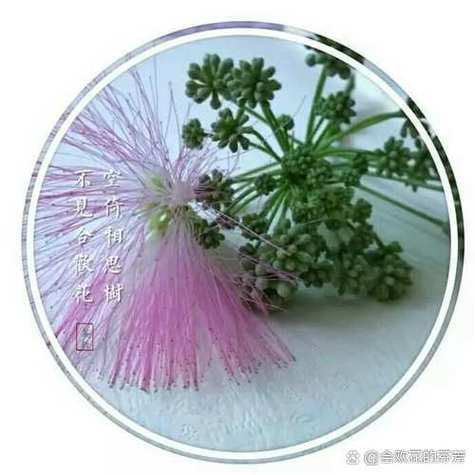 花倚怎么免费