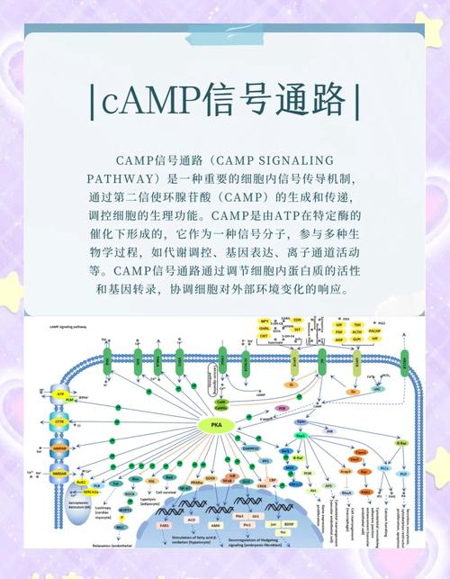 jami聊天软件
