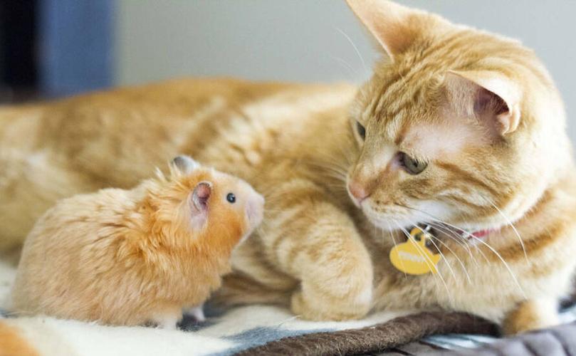 猫和老鼠灰色的小老鼠图片缩略图