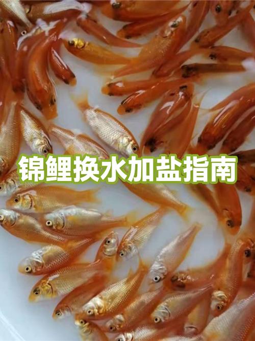 锦鲤换水三大忌截图
