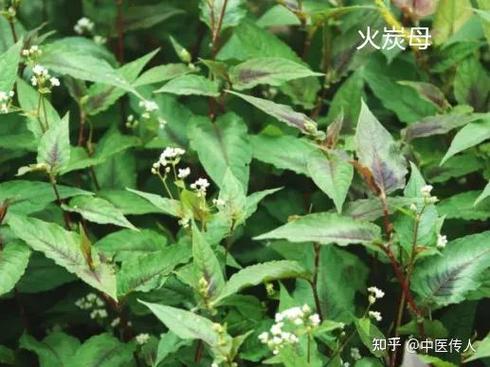 荨麻疹土偏方