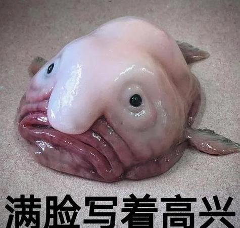鱼表情截图