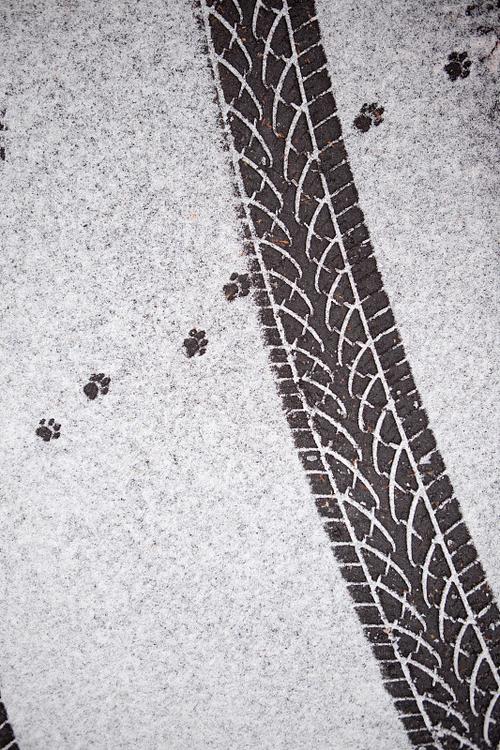 猫抓了一条小小的痕迹缩略图