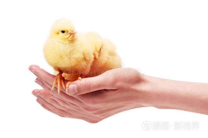 两个小黄鸡表情截图