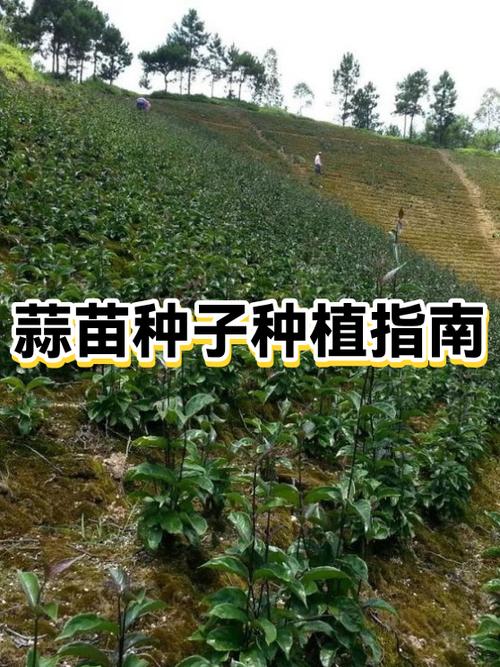 撒种子的蒜苗怎么播种