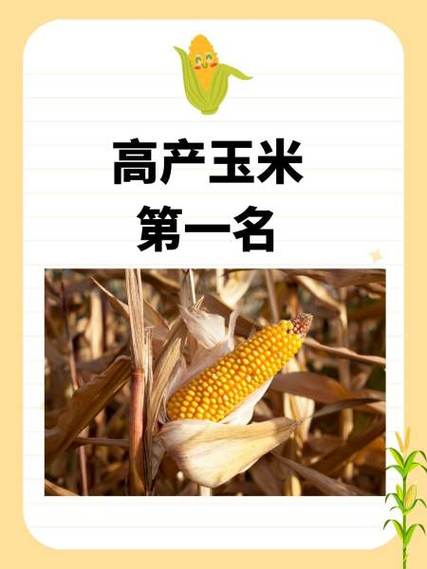 排名第一的玉米品种