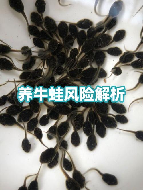牛蛙养殖有什么风险
