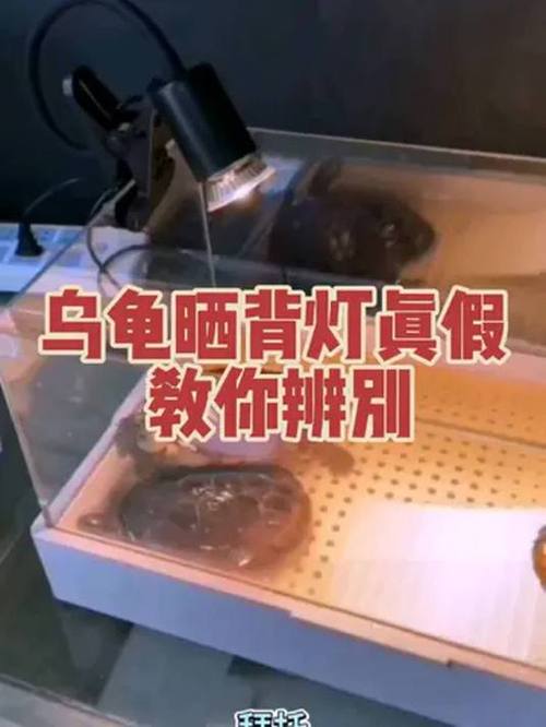 晒背灯一直开着可以吗图标