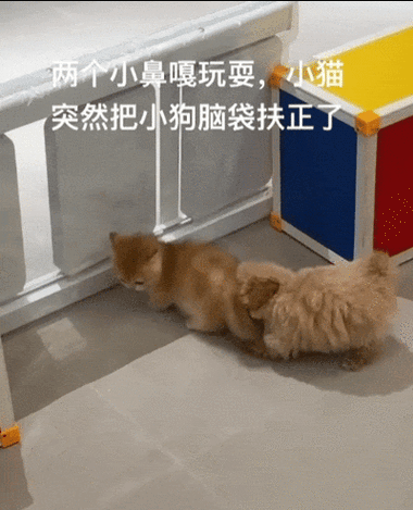 狗尾巴抬不起来的原因