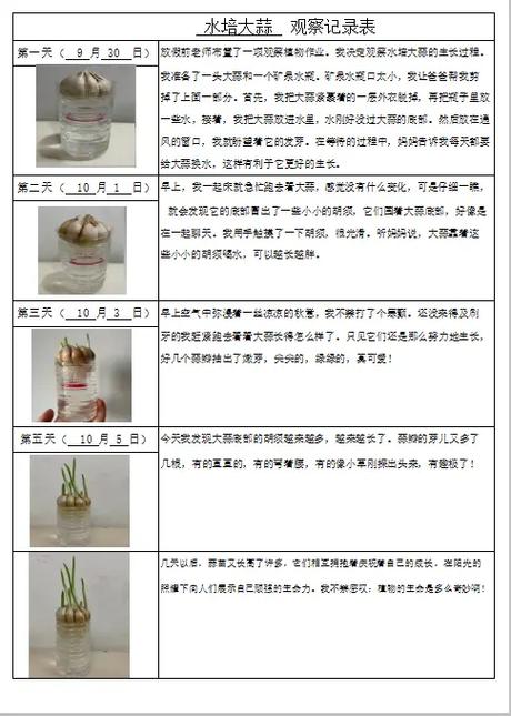 观察日记《大蒜》