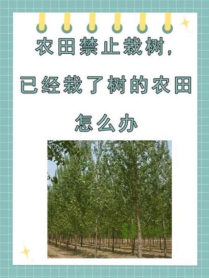 在承包地上种树合法吗