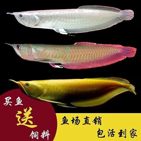 黄化银龙怎么看品相