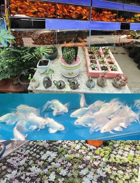 附近花鸟鱼市场在哪个位置