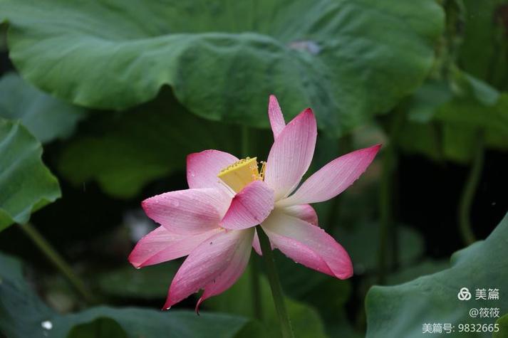 惜芙蓉(父女)原文