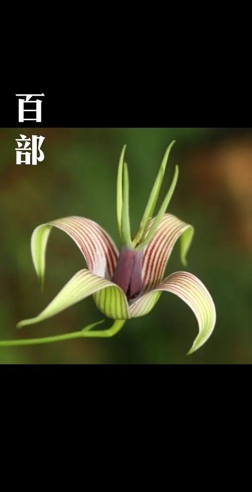 豆瓣评分最高的100部黑白片
