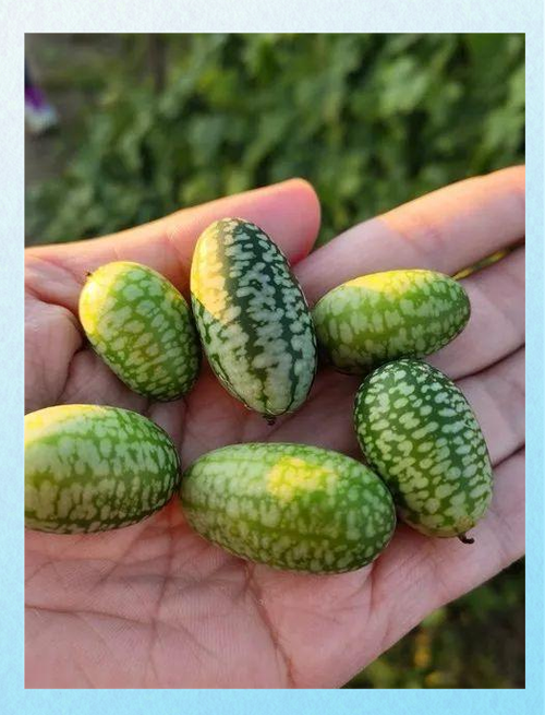迷你小西瓜