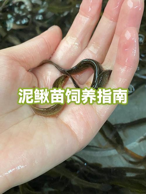 养泥鳅的利润与成本