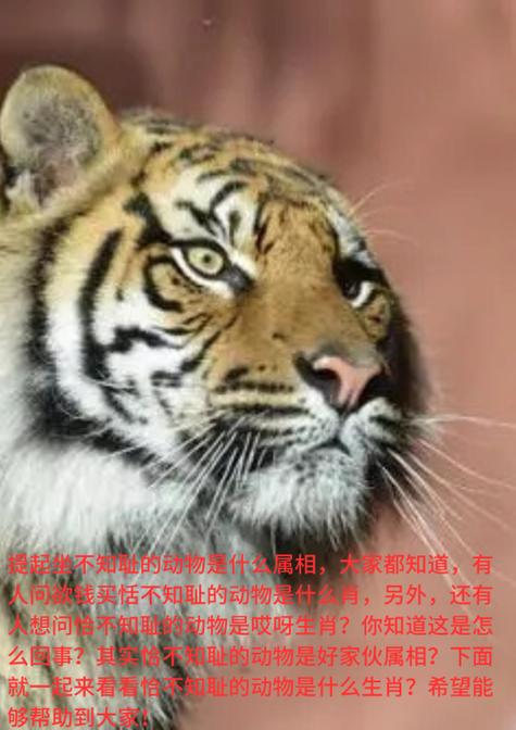 年年不断是什么动物