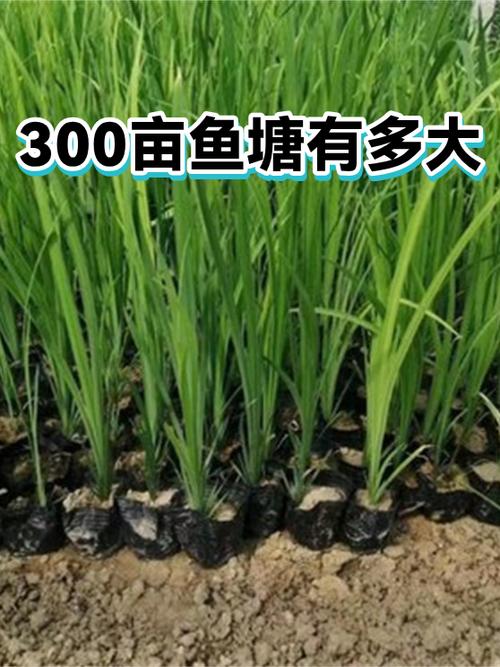 鱼塘有多大