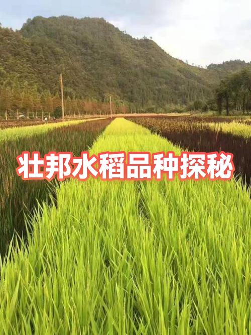 壮邦种业最厉害三个品牌