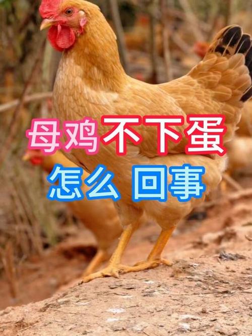 新母鸡脸红一直不下蛋截图