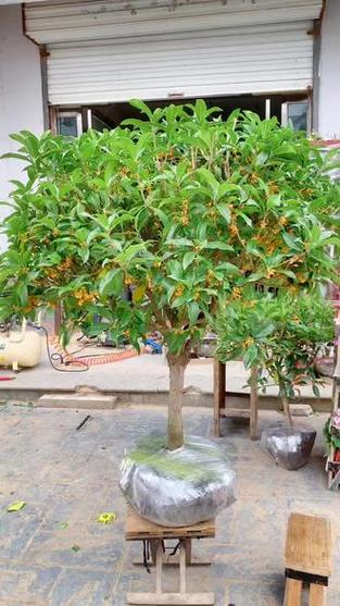 桂花树好养吗在家里