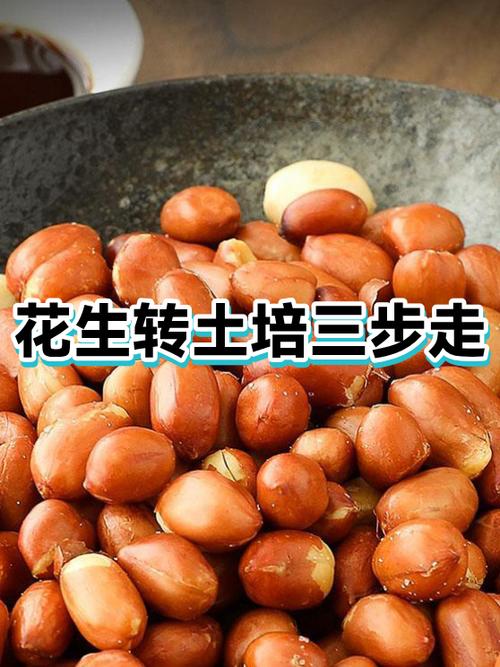 花生转如何快速赚钱