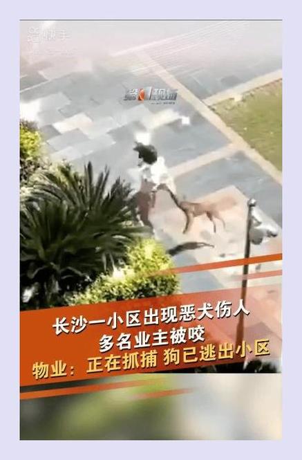 湖南多人4小时遭同一狗咬伤