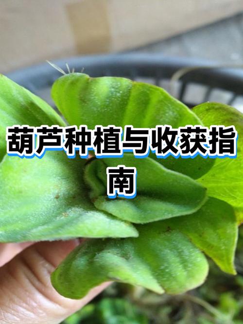 种葫芦的方法和步骤缩略图
