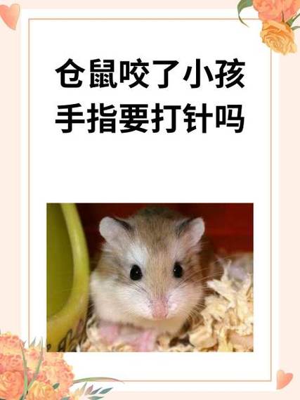 两只仓鼠互相咬怎么办缩略图