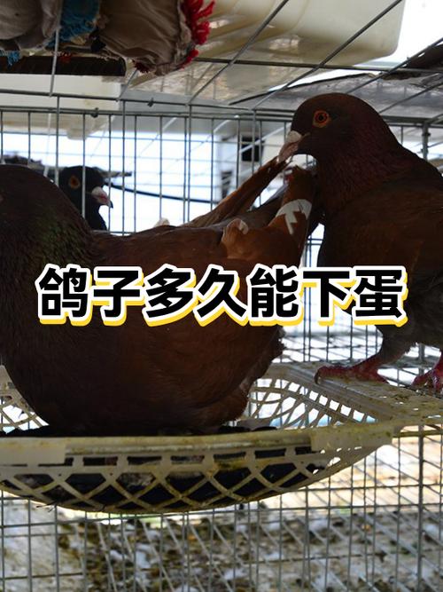 鸽子饿多久才听话