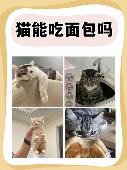 猫吃了一点面包会不会有事