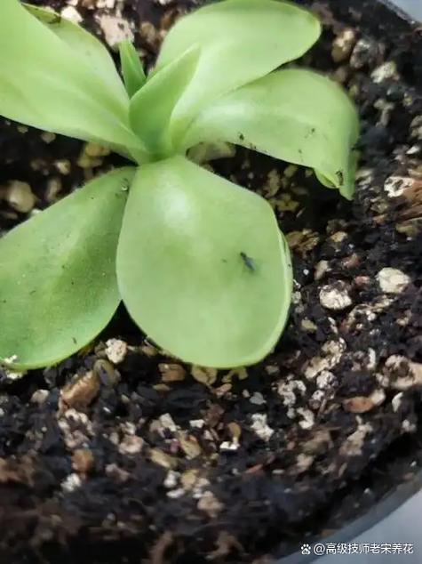 花有小飞虫快速消灭的方法