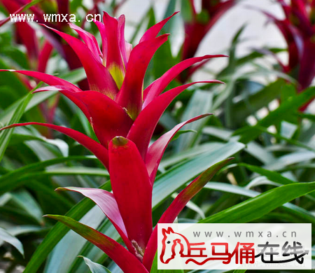 鸿运当头全文阅读