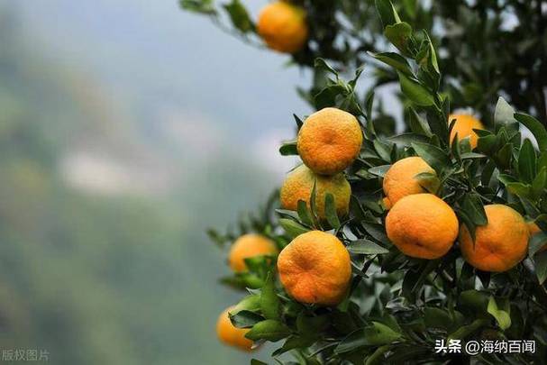 晚熟是什么意思?图标