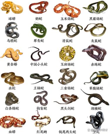 世界毒蛇排名前十名缩略图