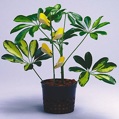 十二生肖开运植物