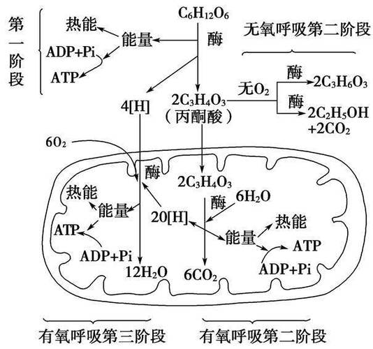 细胞呼吸的四个步骤