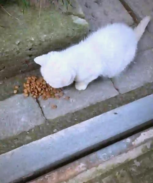 捡到一只流浪猫,很小怎么处理啊游戏截图