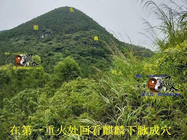风水宝地是什么动物