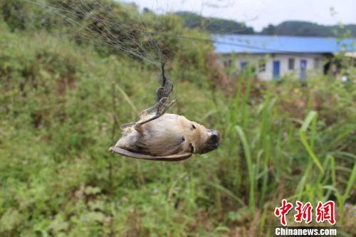 网小鸟