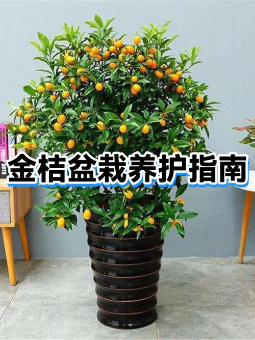 花卉金桔怎么养殖