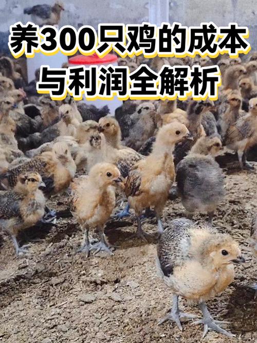 养一只鸡的成本是多少