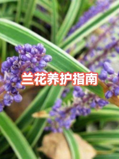 杉木屑养兰的害处图标