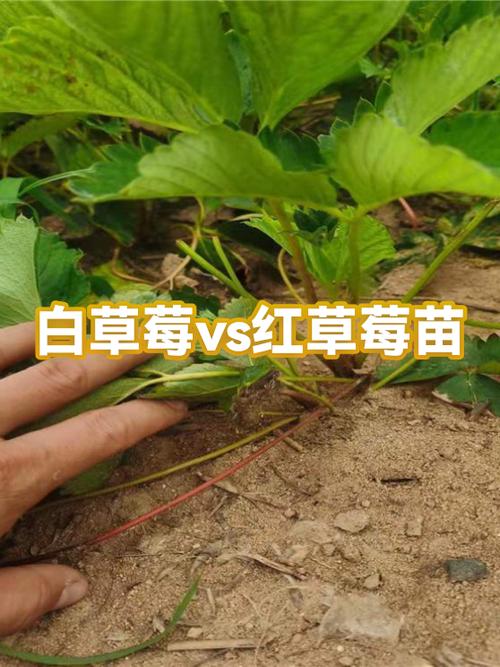 白草莓好还是红草莓好截图