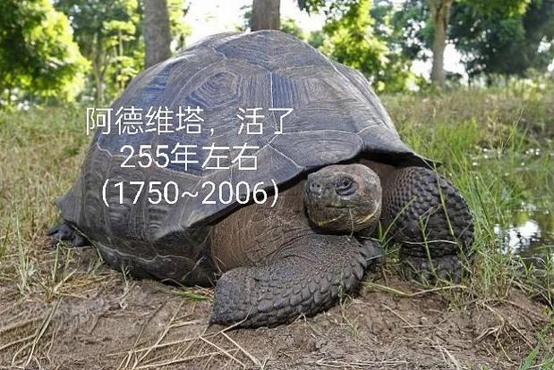 万年龟中国代理