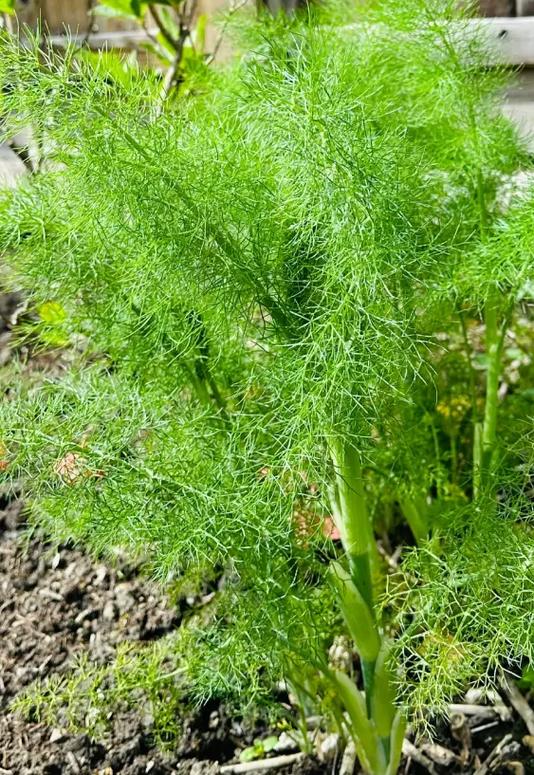 茴香和小茴香是一个东西吗游戏截图